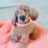 Receita Cachorro Amigurumi