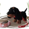 Receita Cachorro Basset Amigurumi